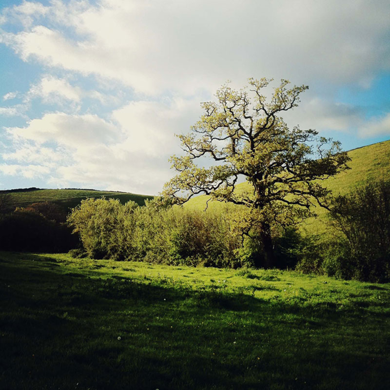 Old Oak Meadow at ANRÁN